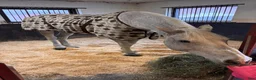  stallplats finnes: Lediga stallplatser  - Annons 4