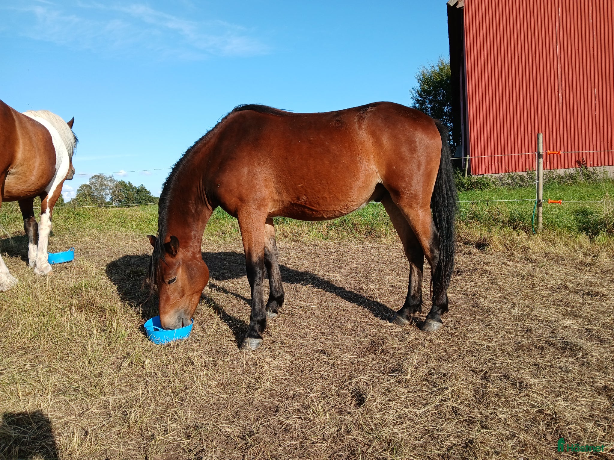  hästar Charmig kigermustang  - Annons 4