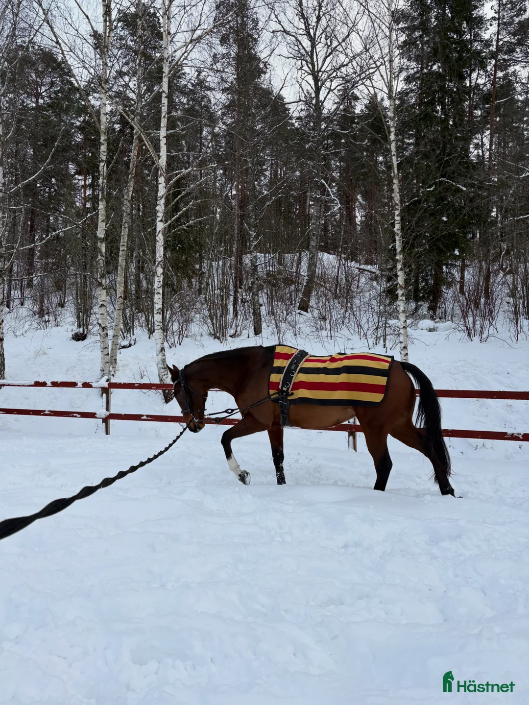 Allround hästar till salu: Pigg och rolig hobbyhäst - Annons 2