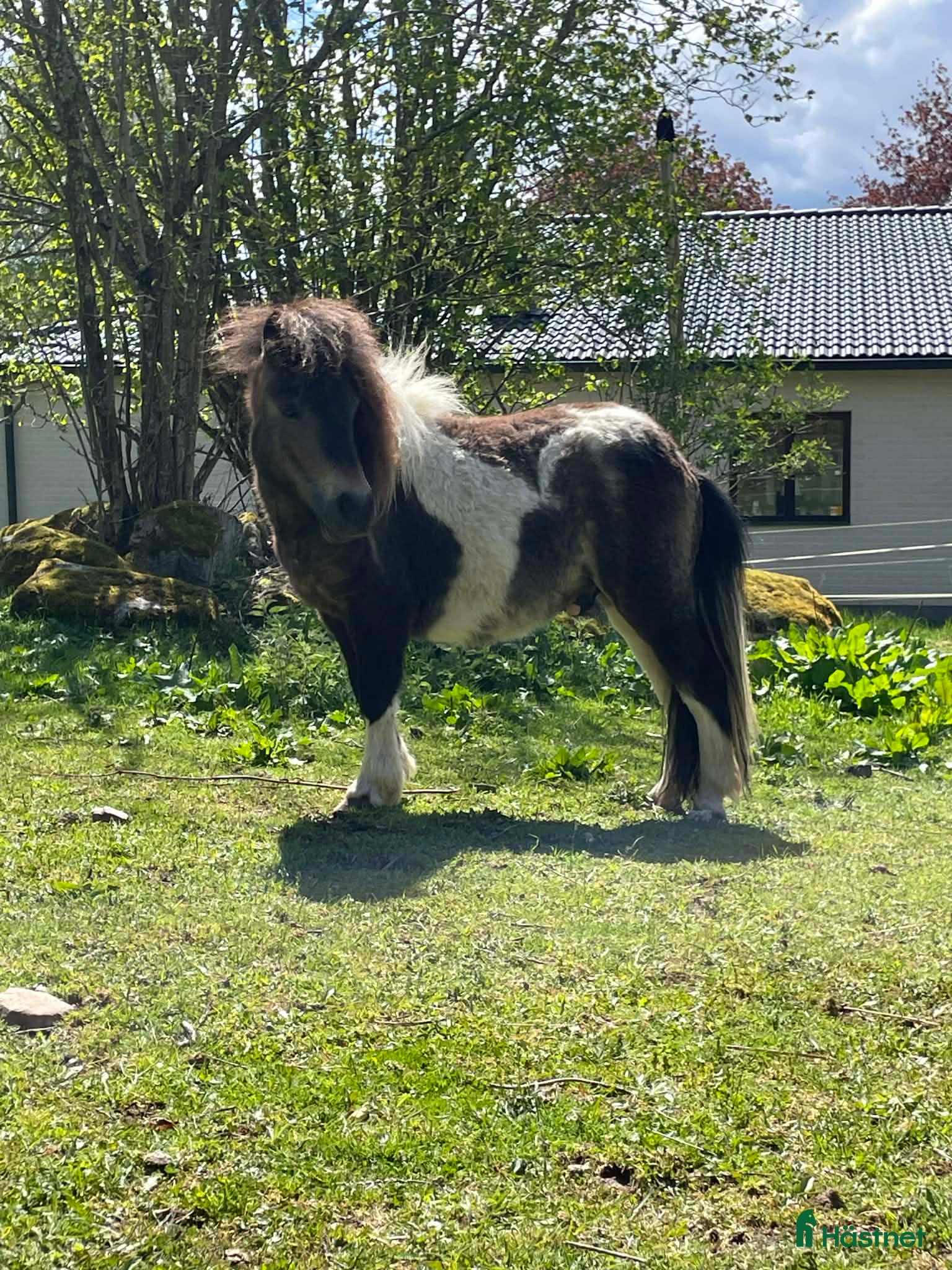  hästar Lilleman söker nytt hem - Annons 19