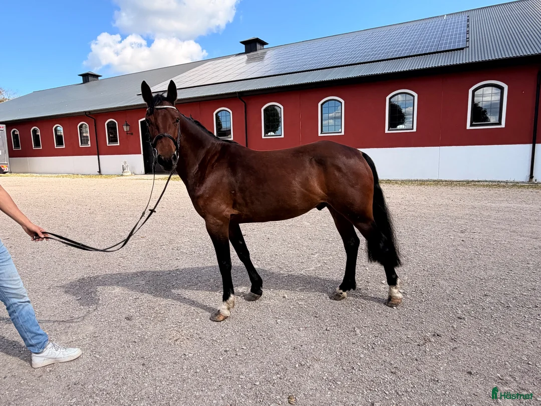 Allround hästar till salu: Connemara valack 🐴 - Annons 1