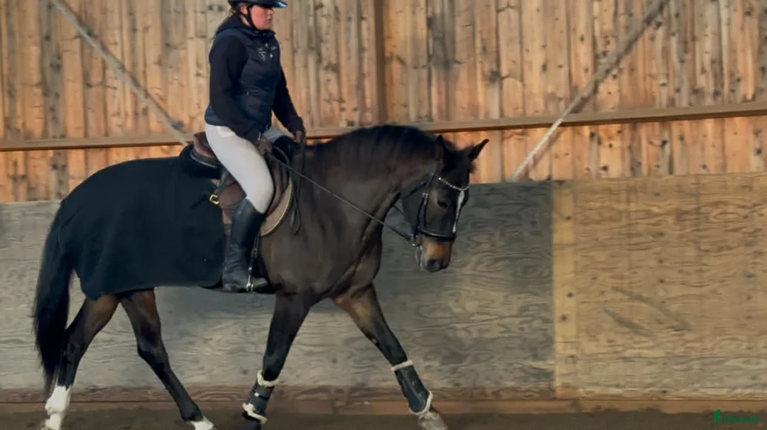 Hoppning hästar till salu: Starias Xlnt Tortellini i Gävle - Annons 3