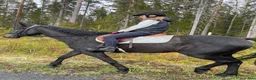 Allround hästar till salu: Nonni varmblod i Häggenås - Annons 9