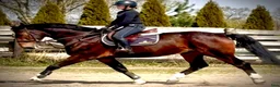 Allround hästar till salu: 9-Year-Old Polish Warmblood Gelding – 166 cm - Annons 5