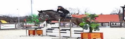 Hoppning hästar till salu: 🌟 Exceptionell 5-årig sporthäst till salu ⭐️ - Annons 4
