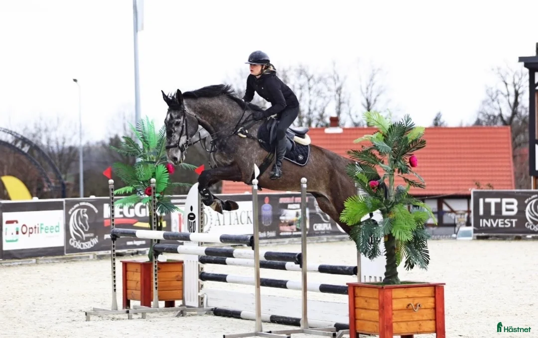 Hoppning hästar till salu: 🌟 Exceptionell 5-årig sporthäst till salu ⭐️ - Annons 4