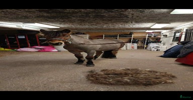  hästar Snällt Russsto säljes i Umeå - Annons 14