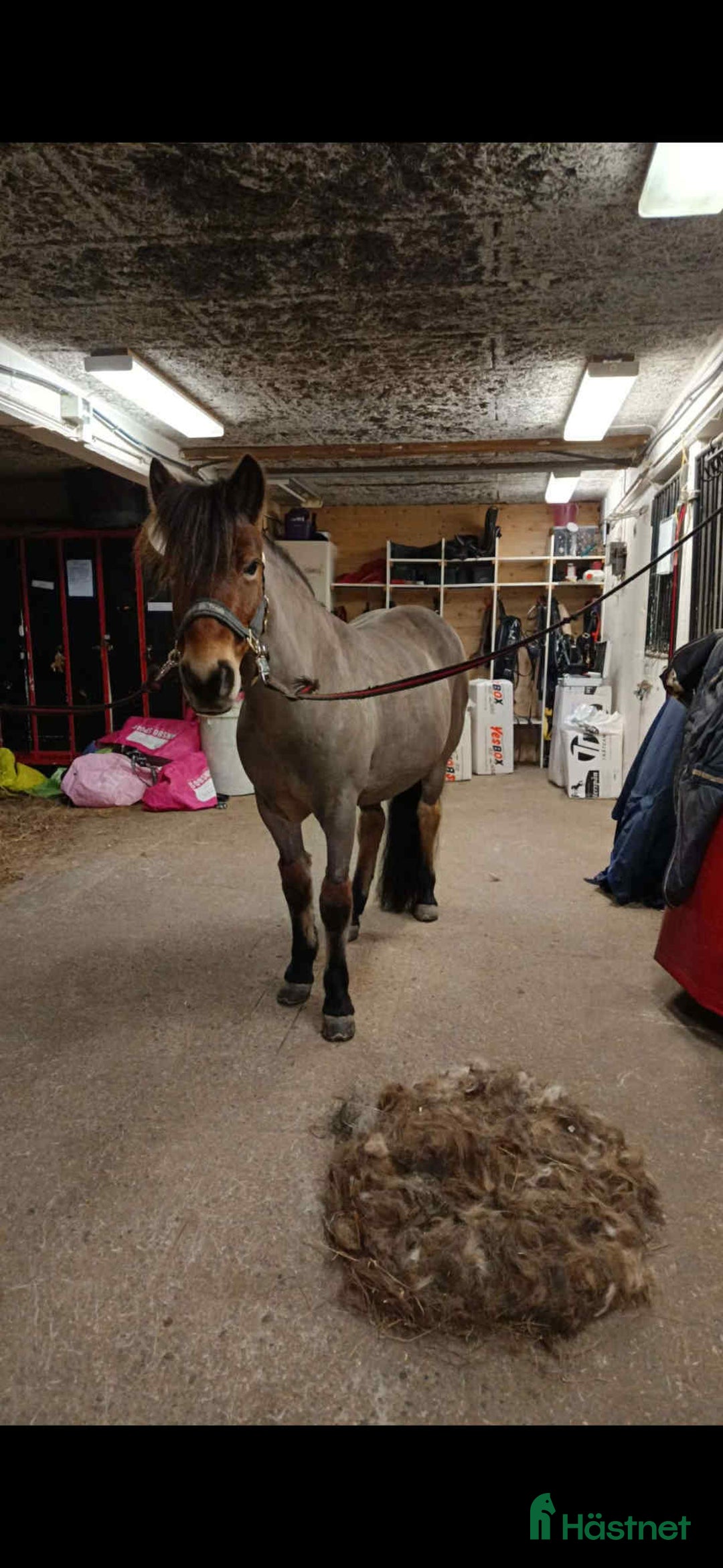 Allround hästar till salu: Snällt Russsto säljes i Umeå - Annons 4