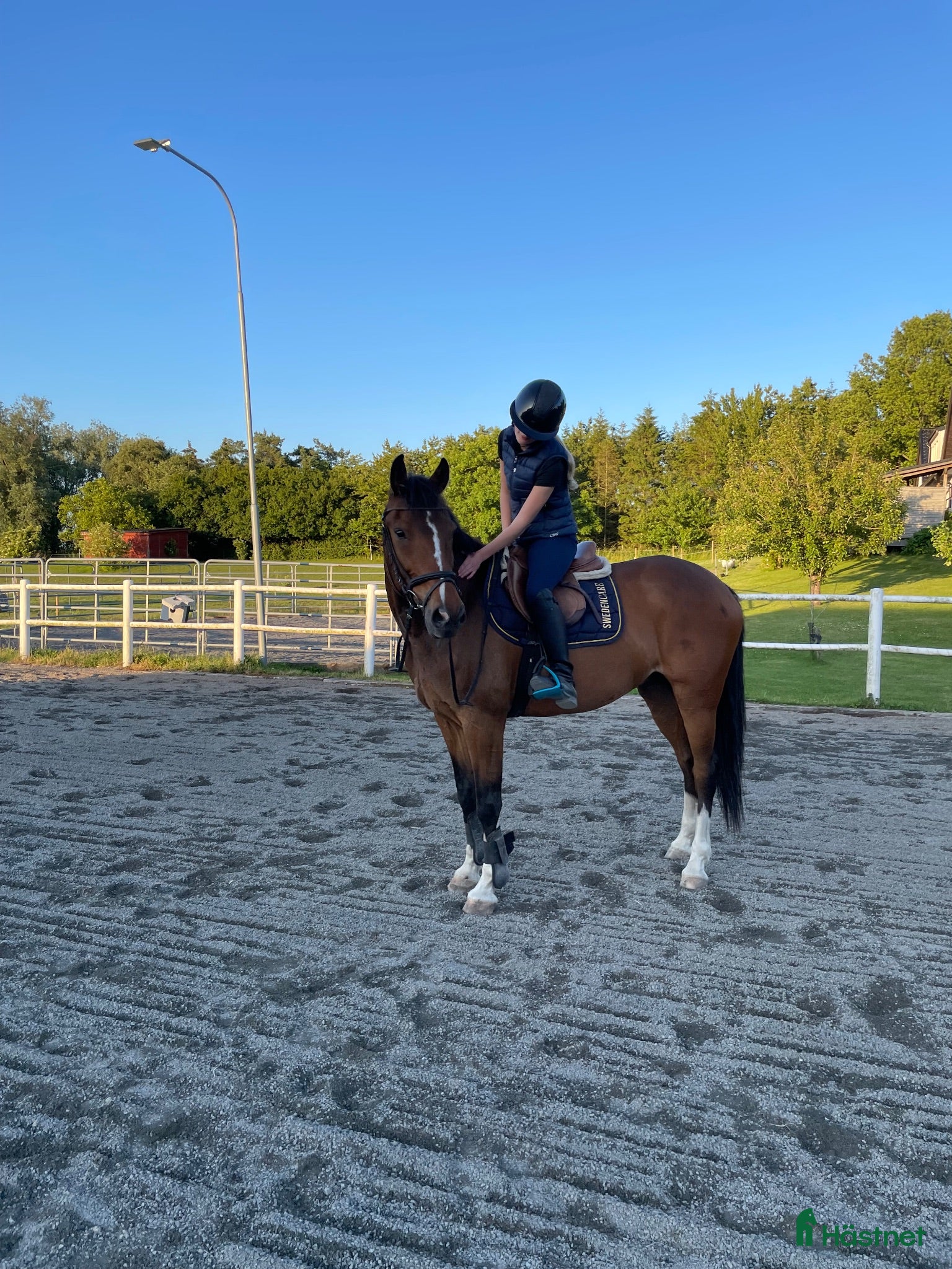  hästar En häst med hjärta av guld!  - Annons 1