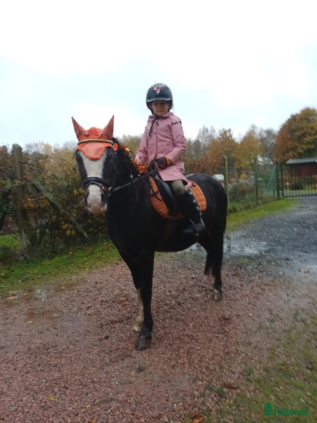 Allround hästar till salu: Allsidig barnponny - Annons 4