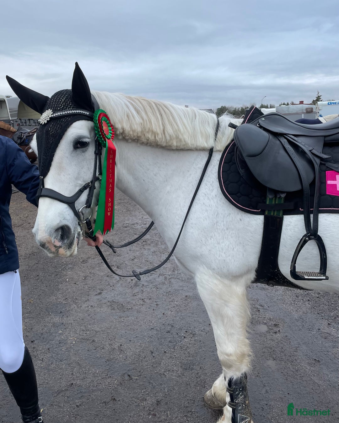 Allround hästar till salu: Snäll och trygg D-ponny  i Motala - Annons 1