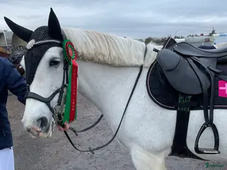 hästar Snäll och trygg D-ponny *RESERVERAD* - Annons 16