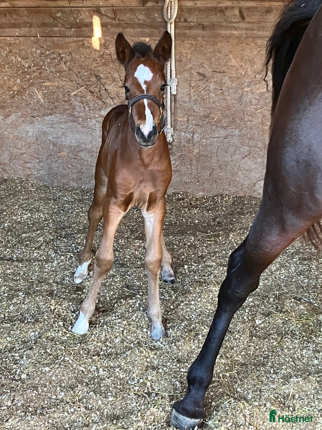 Övrigt hästar till salu: Sto med föl. i Hedemora - Annons 3