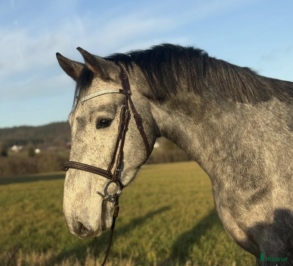  hästar Trevlig unghäst att forma själv!  i Hjärtum - Annons 1