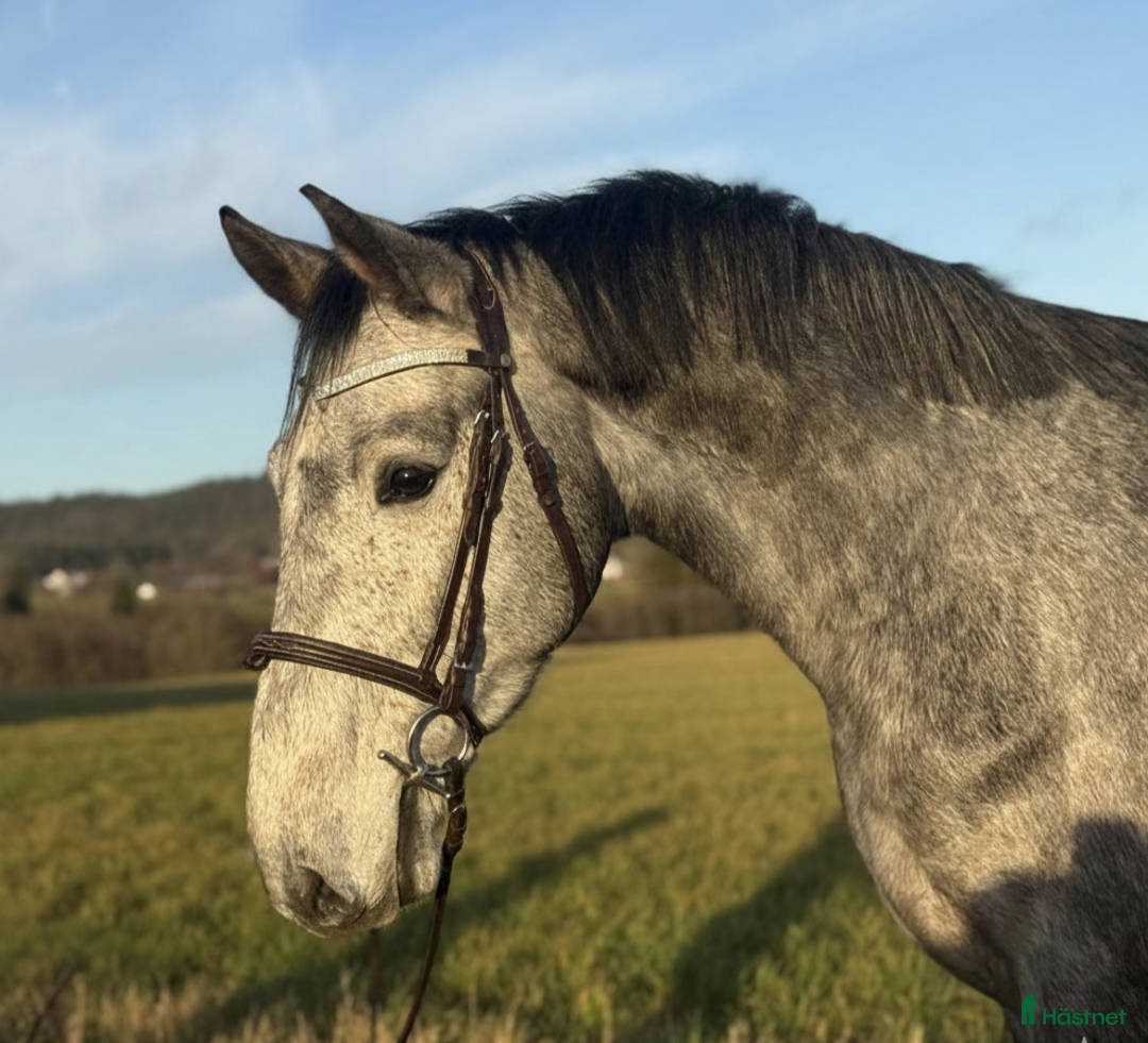 Allround hästar till salu: Trevlig unghäst att forma själv!  i Hjärtum - Annons 1