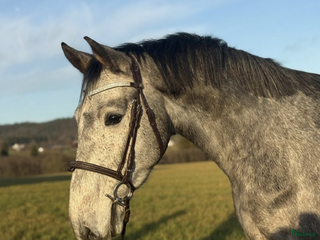 hästar Trevlig unghäst att forma själv! i Hjärtum - Annons 1