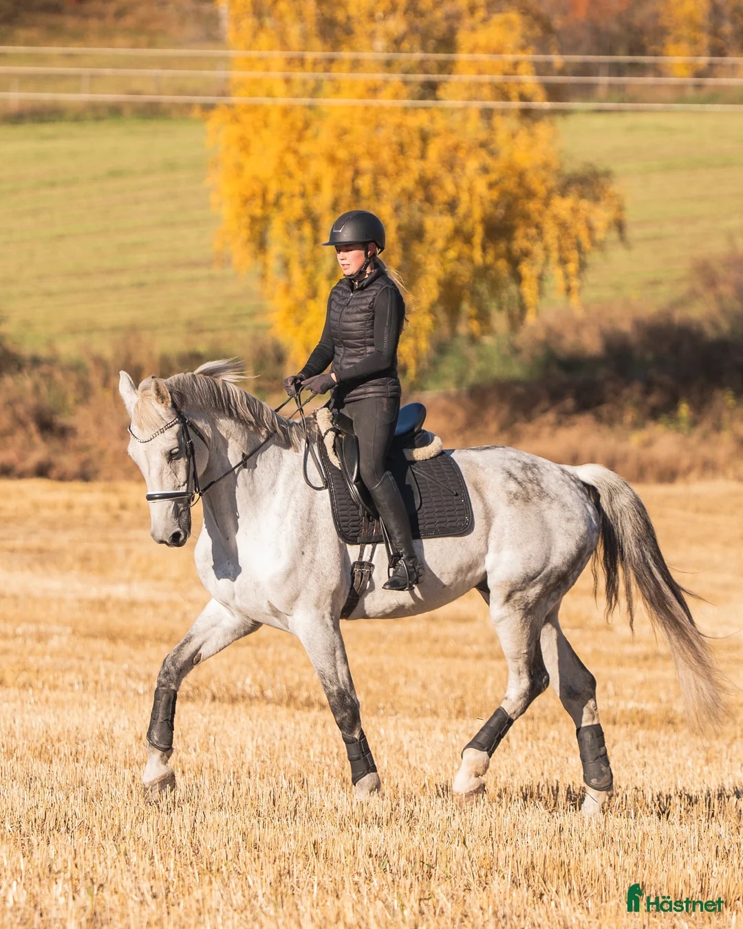 Allround hästar till salu: Superfin hest selges 🦄 i Sør-fron - Annons 1