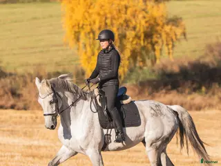 hästar Superfin hest selges 🦄 - Annons 4