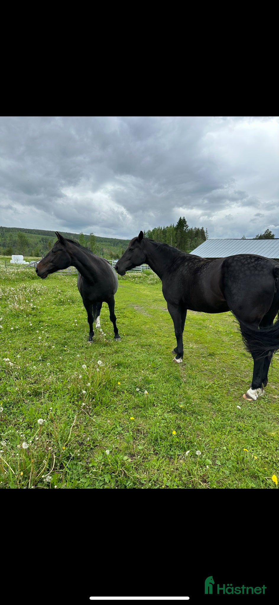 Sällskap hästar till salu: 2 varmblod (travstam) säljes  - Annons 1
