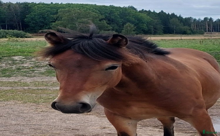  hästar Hög kvalitativ kallblodstravare i Brottby - Annons 2