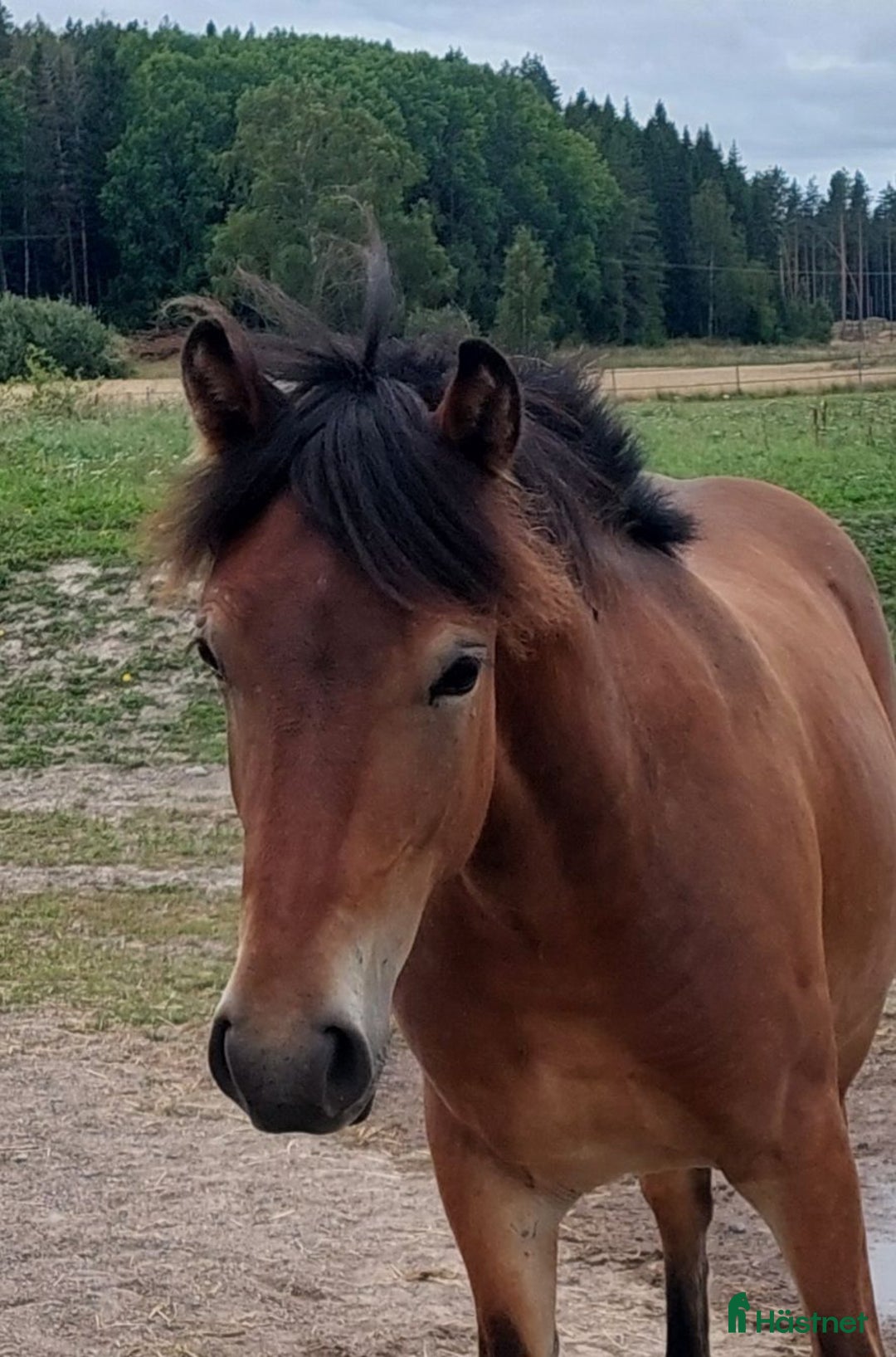 Trav hästar till salu: Hög kvalitativ kallblodstravare i Brottby - Annons 1