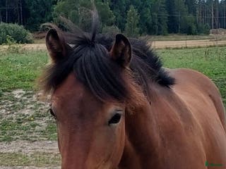 hästar Hög kvalitativ kallblodstravare i Brottby - Annons 11