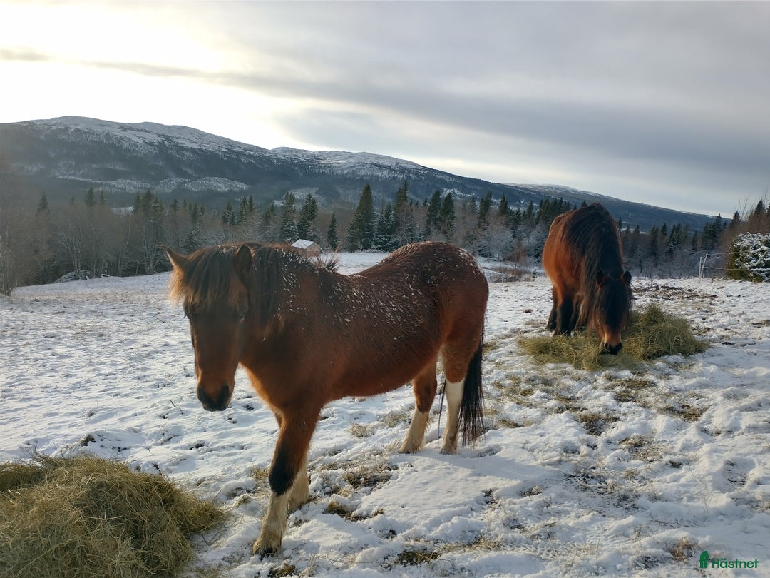 Island hästar till salu: Snart 4-årig isländskt sto till salu i Jämtland  i Alsen - Annons 3