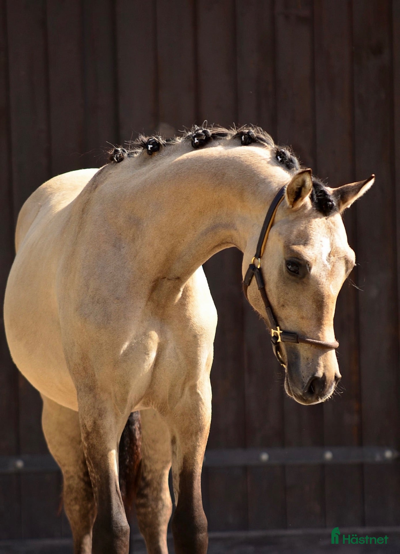  hästar Beautifull sport pony! - Annons 9