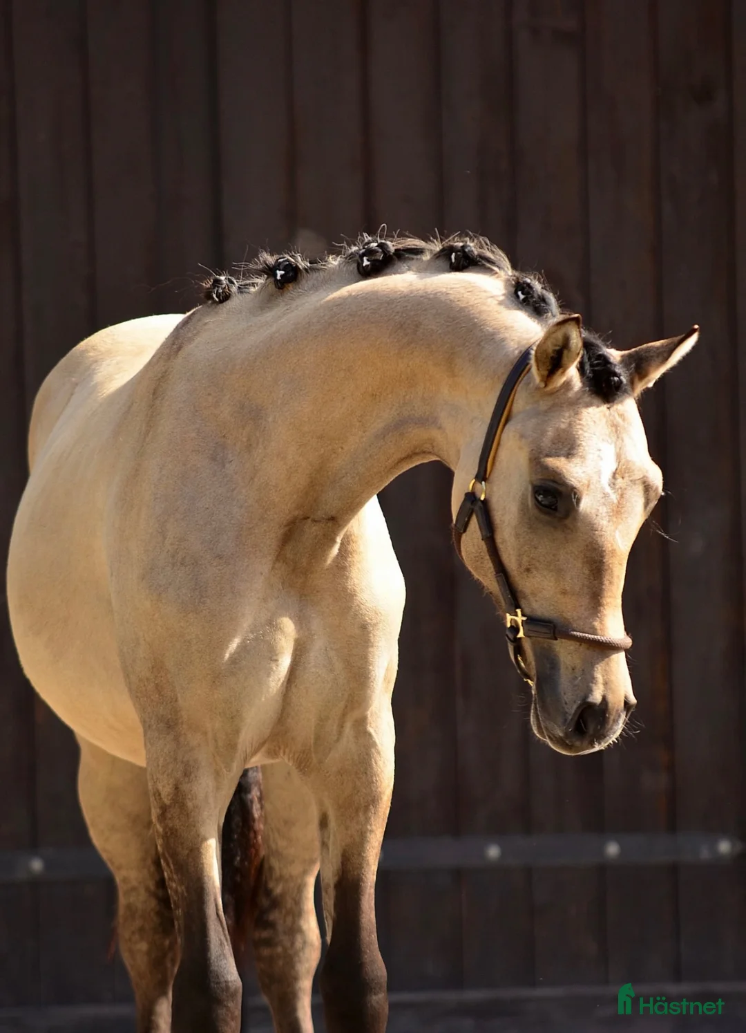 Dressyr hästar till salu: Beautifull sport pony! - Annons 1