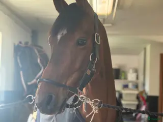hästar Fin C-ponny säljes 🌟 - Annons 9