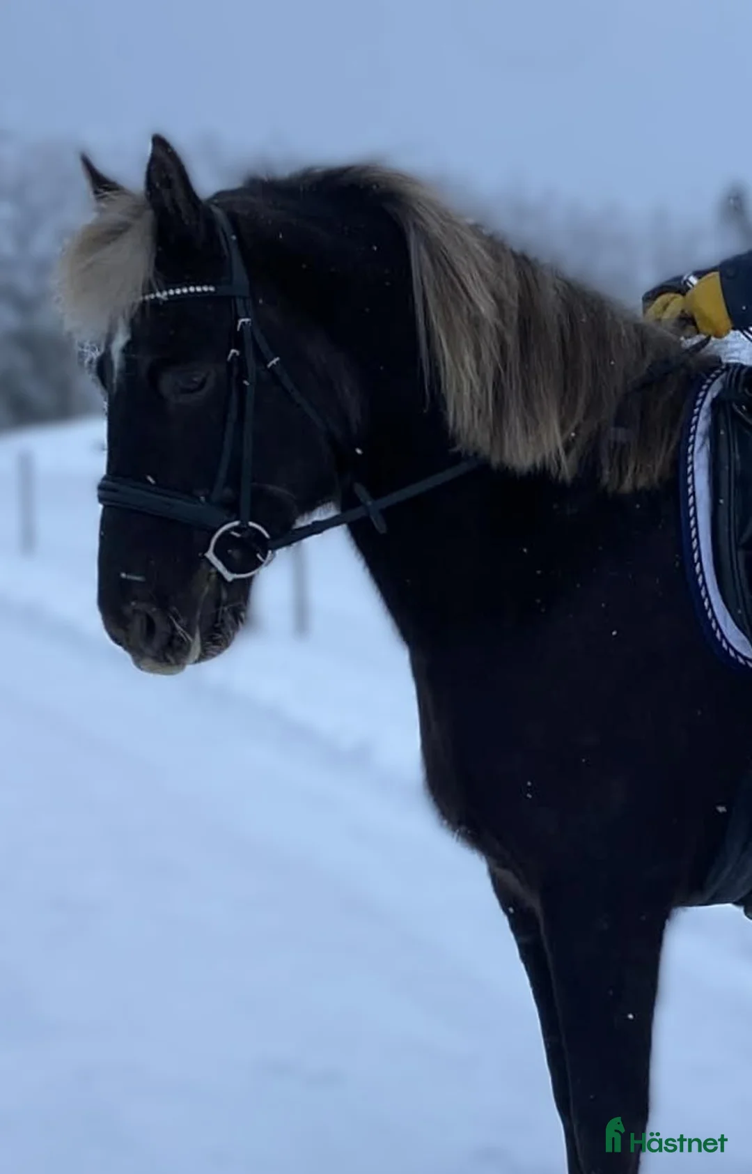 Allround hästar till salu: Estniskt sto i Haparanda - Annons 2