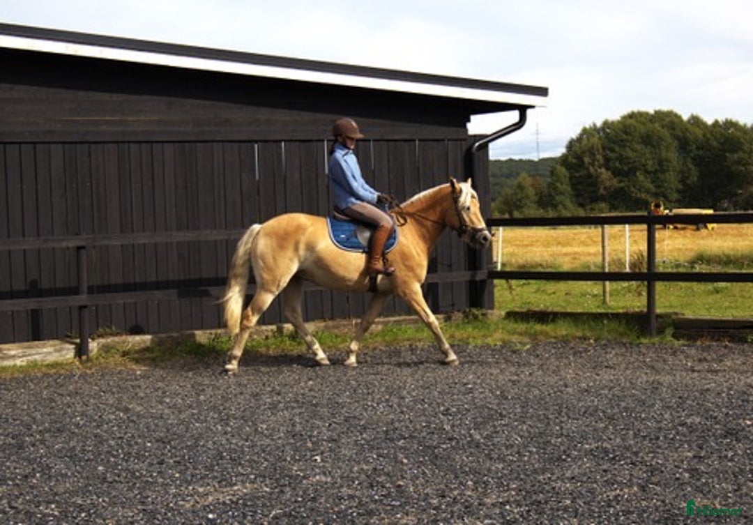 Allround hästar till salu: Haflingervalack med stor potenial! i Åled - Annons 3