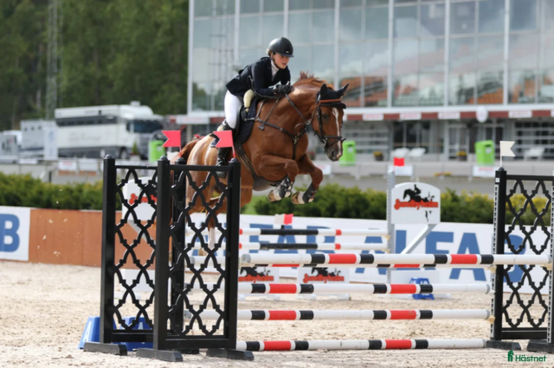 Hoppning hästar till salu: Välstammad hopphingst med fint temperament - Annons 4