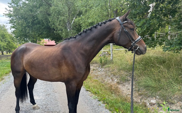  hästar i Ekerö - Annons 1