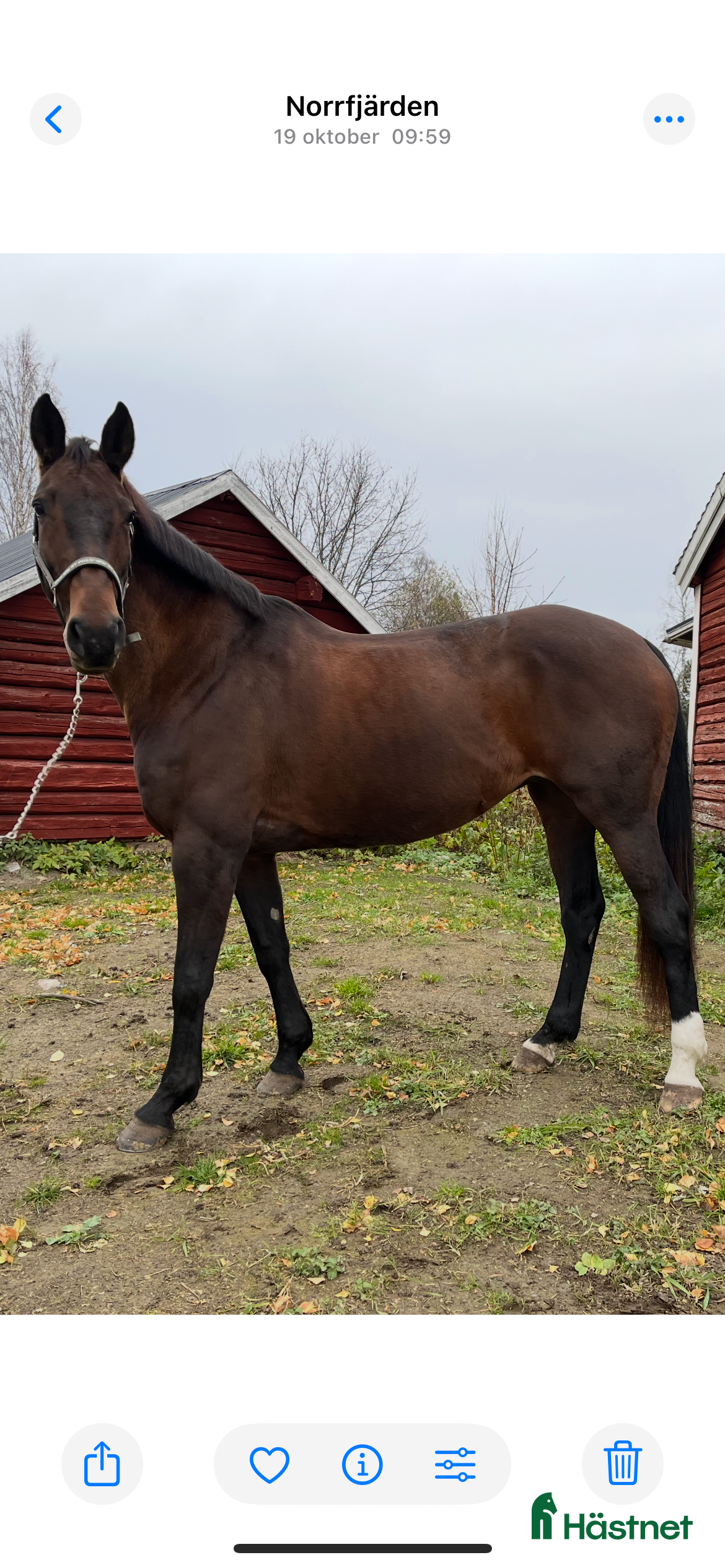  hästar Jättefint känsligt dressyrsto säljes  i Rosvik - Annons 6