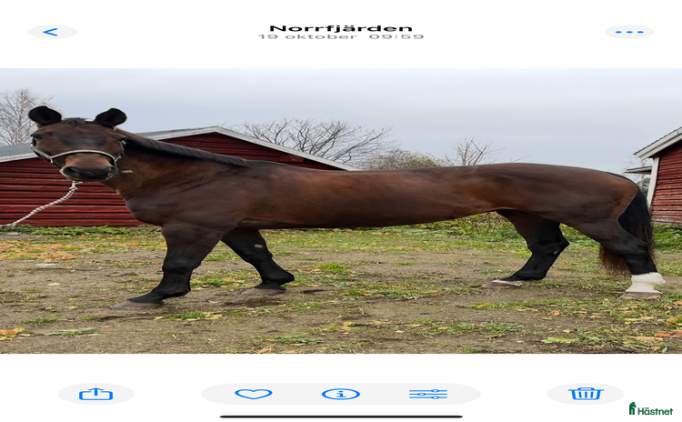  hästar i Rosvik - Annons 3