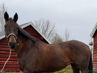 hästar Jättefint känsligt dressyrsto säljes i Rosvik - Annons 18