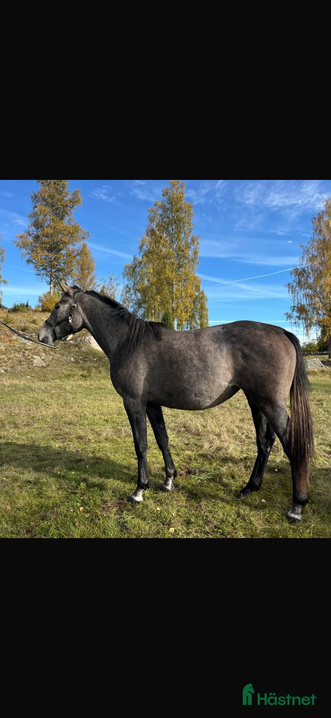 Hoppning hästar till salu: Caressa V - framtidssto med toppstam  i Nybro - Annons 2