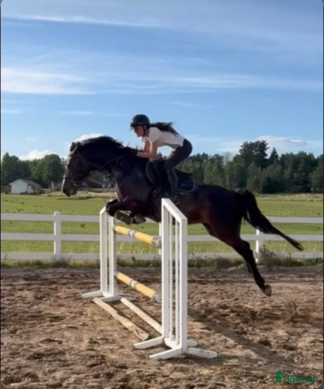 Hoppning hästar till salu: Liten storhäst till children junior  - Annons 1