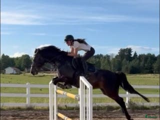 hästar Liten storhäst till children junior - Annons 12