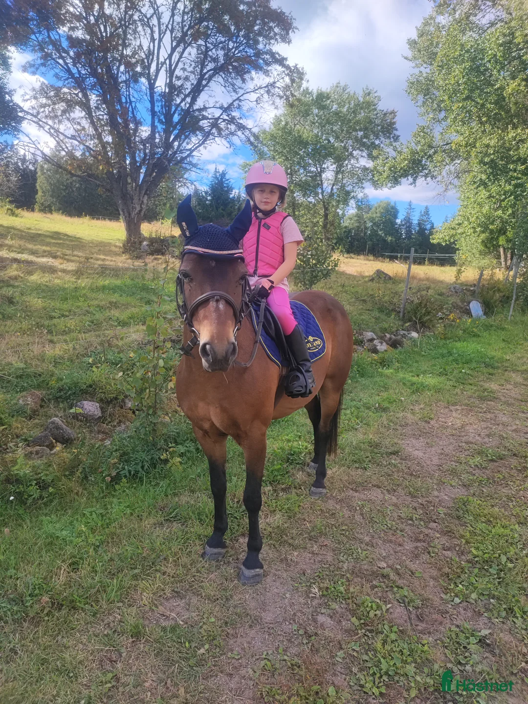 Allround hästar till salu: Härligt Gotlandsruss  - Annons 2