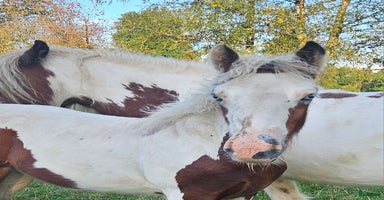  hästar i Närkesberg - Annons 6