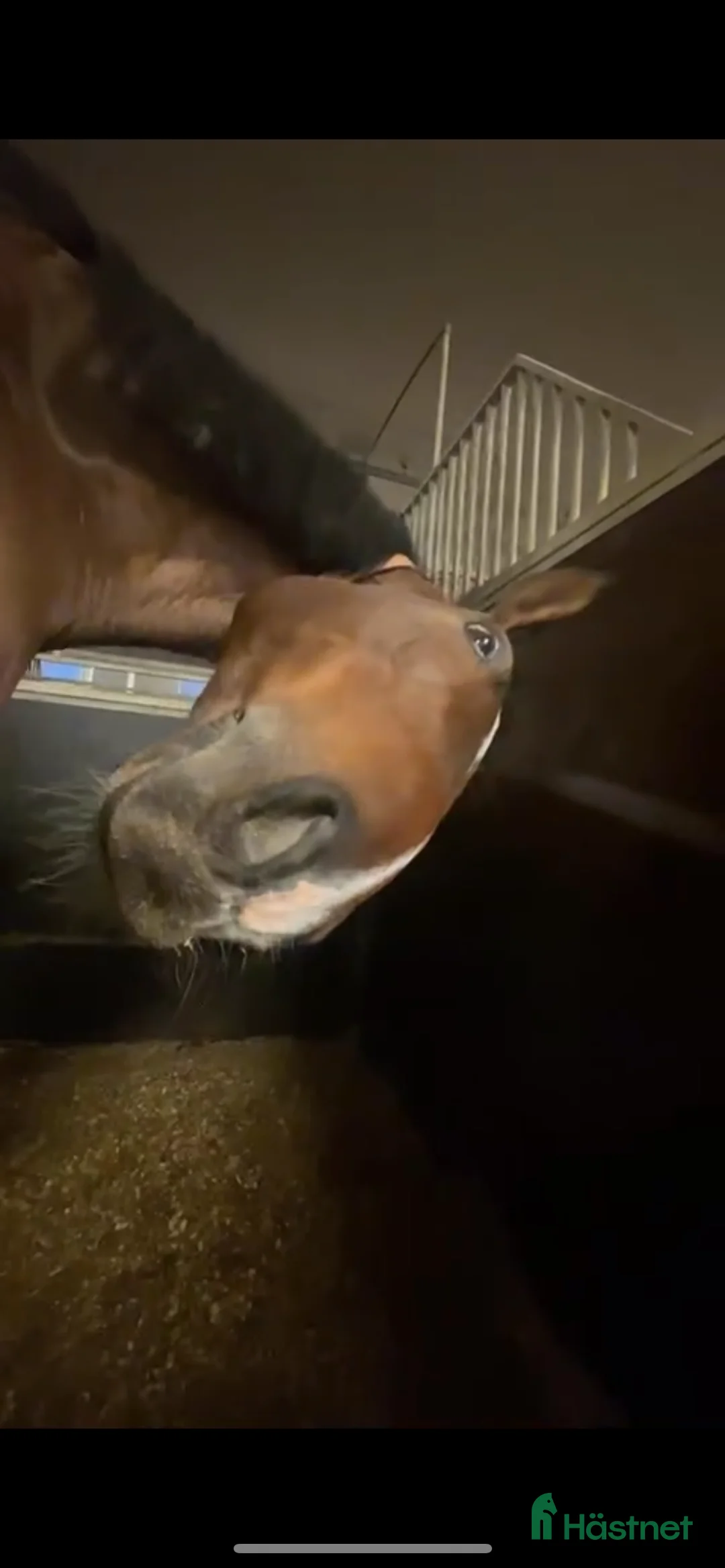  medryttarhäst sökes: Medryttarhäst sökes - Annons 2