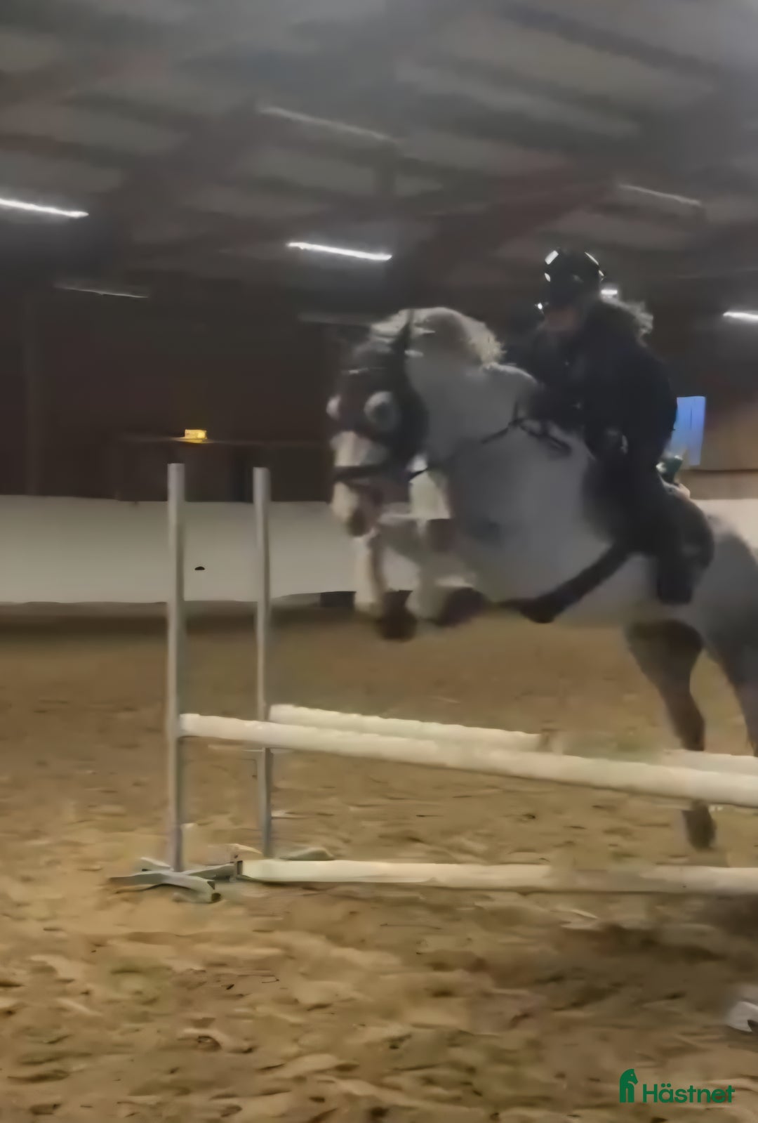 Allround hästar till salu: Supertrevlig pigg ponny med kapacitet i Västerås - Annons 3