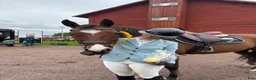 Allround hästar till salu: Fodervärd sökes ev. Köp  i Krylbo - Annons 1