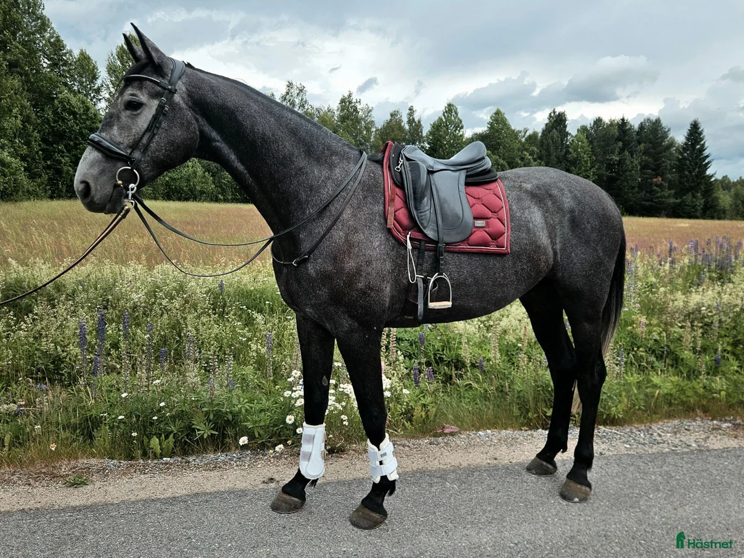 Dressyr hästar till salu: Lovande 4-åring för framtiden  - Annons 2