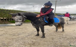 Hoppning hästar till salu: Selection of Irish ponies i Ljungby - Annons 17