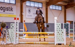 Hoppning hästar till salu: Charmig valack e. Mr Vain GJ i Lidköping - Bild 1