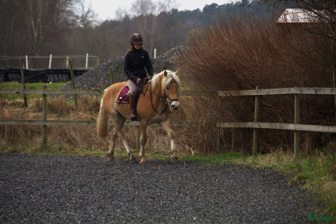 Allround hästar till salu: Haflingervalack med stor potenial! i Åled - Annons 10