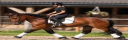 Allround hästar till salu: Dream Beauty - perfect Mother and Daughter horse - Annons 13